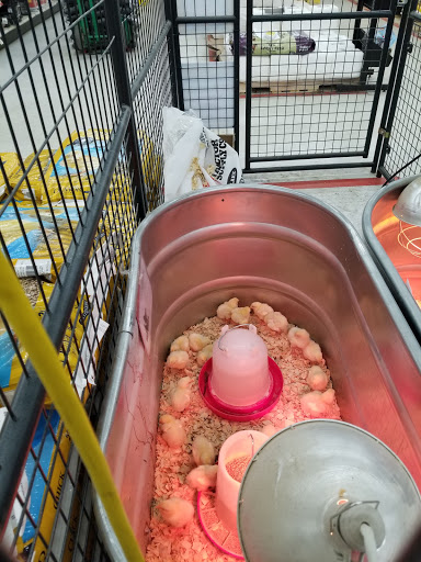 Home Improvement Store «Tractor Supply Co.», reviews and photos, 154 Vestal Pkwy W, Vestal, NY 13850, USA