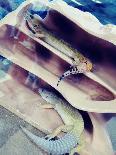 Pet Supply Store «Petco Animal Supplies», reviews and photos, 1719 York Rd, Lutherville, MD 21093, USA