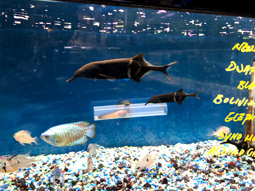 Aquarium Shop «Oranda aquarium», reviews and photos, 302 N La Brea Ave, Los Angeles, CA 90036, USA