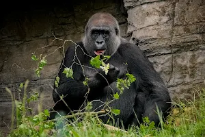 Gorilla Kingdom image