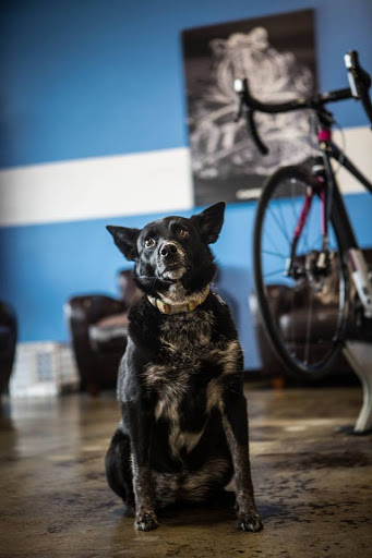 Bicycle Store «Bicycle Outlet», reviews and photos, 4121 S Fremont Ave #120, Springfield, MO 65804, USA