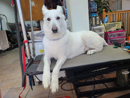 Pet Store «Rainbow Pet Supplies», reviews and photos, 3940 58th St, Woodside, NY 11377, USA