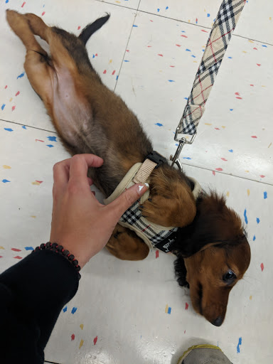 Pet Supply Store «Petco Animal Supplies», reviews and photos, 1524 Old Country Rd, Riverhead, NY 11901, USA