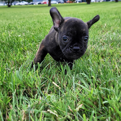 Pet Store «PV Pets», reviews and photos, 233 S Broadway, Pennsville, NJ 08070, USA