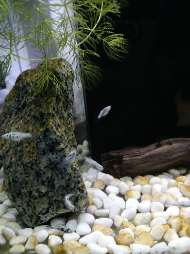 Pet Store «Foothill Aquatic & Pets», reviews and photos, 2349 Foothill Blvd, La Verne, CA 91750, USA