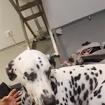 Photo n° 1 de l'avis de Mauricette.o fait le 28/02/2023 à 05:18 pour VETREF - Clinique Vétérinaire, réseau AniCura à Beaucouzé