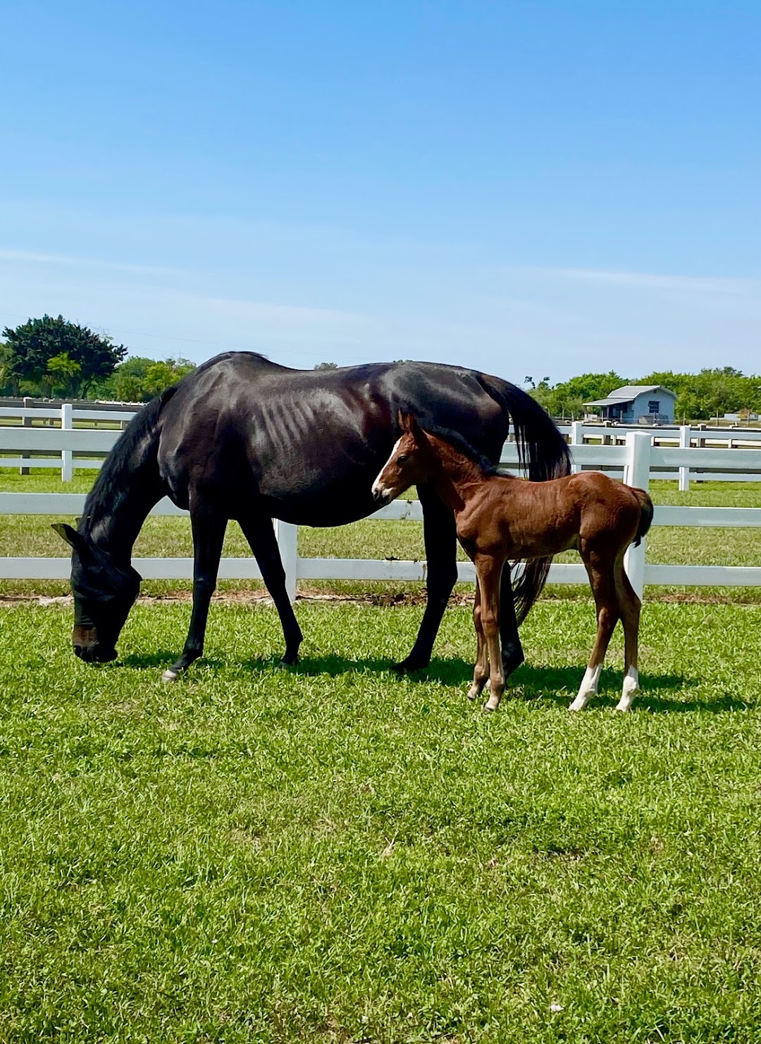 Ponies & Palms Show Stables LLC