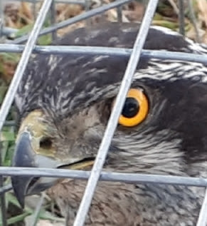 Bionature Santé Animale à Arzal