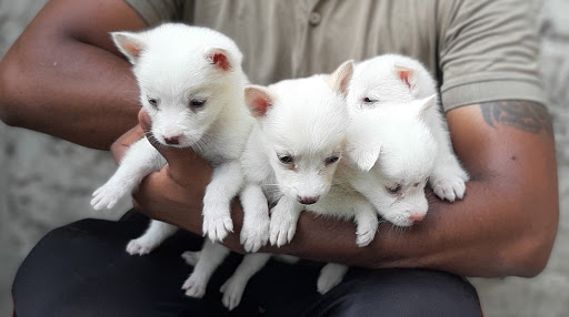 Puppy Town (Puppy for sale in Delhi and NCR)