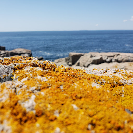 Vista Point «Schoodic Point», reviews and photos, Arey Cove Rd, Winter Harbor, ME 04693, USA