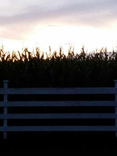 Pumpkin Patch «Rutledge Corn Maze LLC», reviews and photos, 302 93rd Ave SE, Olympia, WA 98501, USA