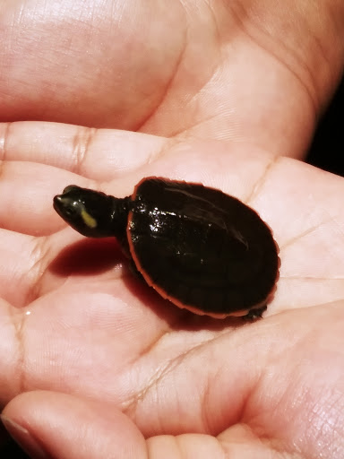 Pet Supply Store «Pet Bazaar», reviews and photos, 490 FL-436, Casselberry, FL 32707, USA