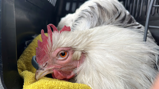 Tierärztliche Gemeinschaftspraxis Dr. Anja Stahl & Dr. Benno Stahl unter Menden, Nordrhein-Westfalen