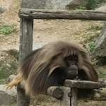 Photo n° 12 de l'avis de Véronique.r fait le 16/09/2022 à 16:17 pour Zoo d'Amnéville à Amnéville