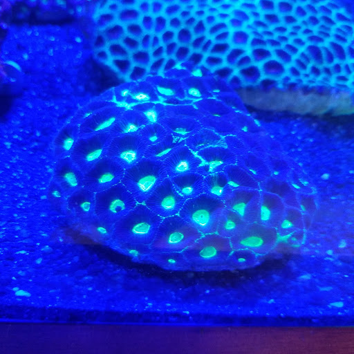 Pet Store «Hooked On Fish And Corals», reviews and photos, 2576 W 84th St, Hialeah, FL 33016, USA