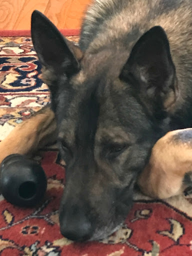 Dog Trainer «K9 Penn Dog Training Services», reviews and photos, 475 Sandy Ln, Surfside Beach, SC 29575, USA