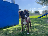 Paws and Claws Pet Resort - Photo 6 - Car repair in Edinburg, TX, McAllen