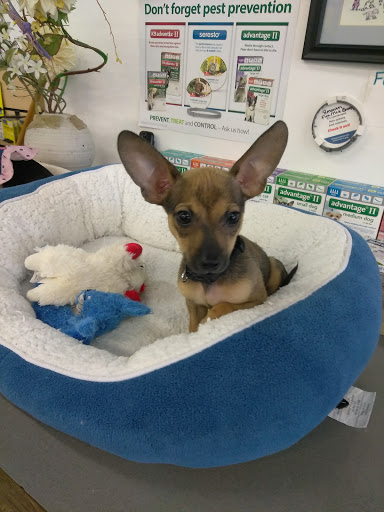 Pet Store «Debbies Pet Boutique», reviews and photos, 431 Center St, Healdsburg, CA 95448, USA