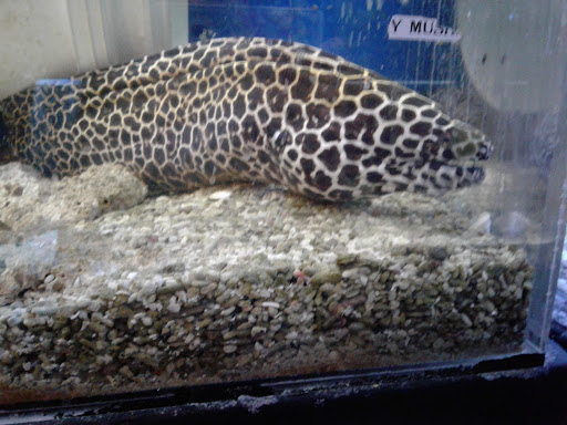 Tropical Fish Store «Fish Den Inc.», reviews and photos, 5055 W 44th Ave, Denver, CO 80212, USA