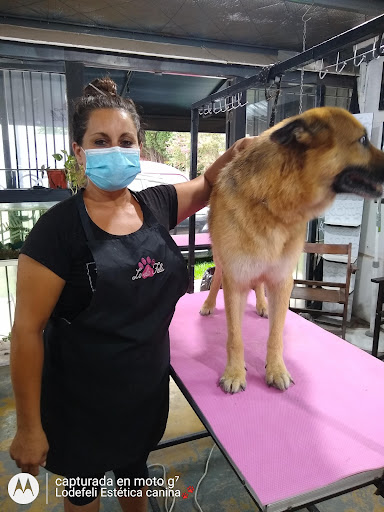 Cursos y peluquería canina 