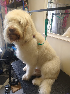 Jasmine Dog Grooming