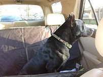 Smart Dog Dallas - Photo 6 - Car repair in Dallas, TX, Dallas