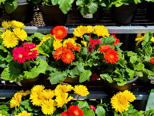 Supermarket «Wegmans», reviews and photos, 2281 Carl D. Silver Parkway, Fredericksburg, VA 22401, USA