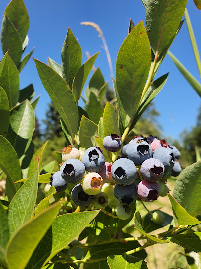 Carr's Organic You-pick Blueberries