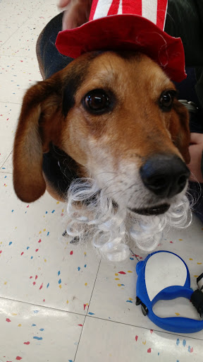 Pet Supply Store «Petco Animal Supplies», reviews and photos, 5938 Roswell Rd NE, Sandy Springs, GA 30328, USA