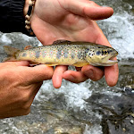 Photo n° 2 de l'avis de Frederic.o fait le 23/06/2021 à 11:00 pour Pêche Passion Pyrénées, guide de pêche à Adé