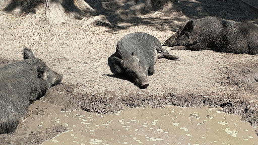 Water Park «Wild Adventures Theme Park», reviews and photos, 3766 Old Clyattville Rd, Valdosta, GA 31601, USA