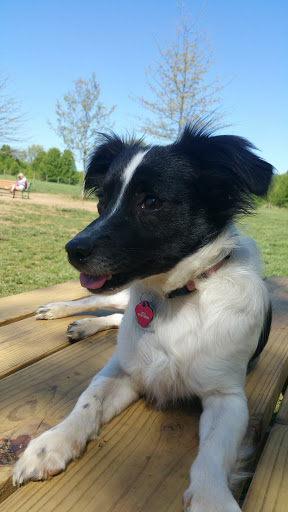 Dog Park «Murfreesboro Bark Park», reviews and photos, 1540 W College St, Murfreesboro, TN 37130, USA