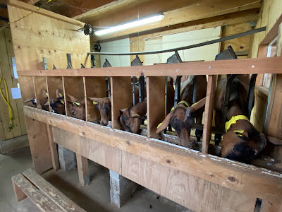 La Ferme du Petit Quenneval à Wirwignes