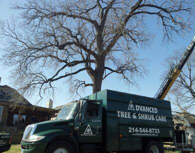 Advanced Tree & Shrub Care, Inc