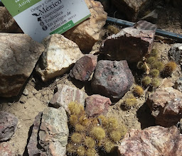 Museo Los Carcamos photo