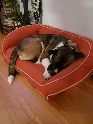 Happy Hound Play & Daycare, Inc. image