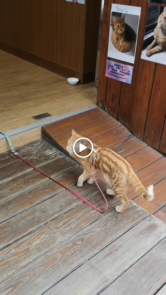 Master Of Tea 花茶大師中壢中原店 的照片