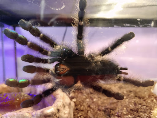 Pet Store «Animal House», reviews and photos, 7869 Hamilton Ave, Cincinnati, OH 45231, USA