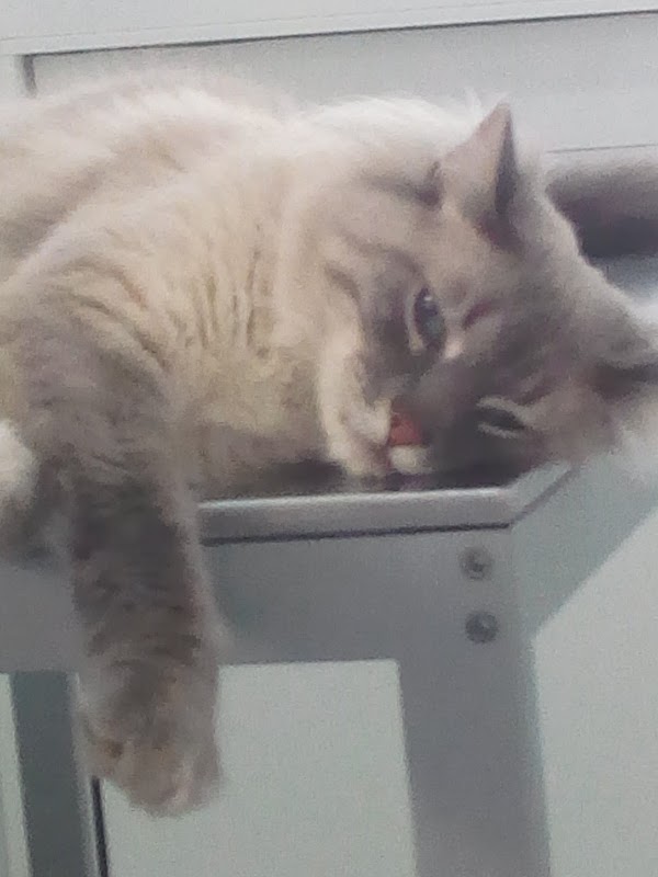 Imagen de Clínica Veterinaria La Rinconada (4 de 6)