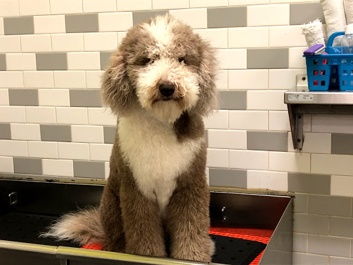 Pet Supply Store «Unleashed by Petco», reviews and photos, 8412 Georgia Ave, Silver Spring, MD 20910, USA