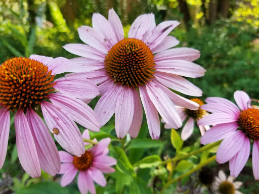 National Park «Cumberland Gap National Historical Park», reviews and photos, 91 Bartlett Park Road, Middlesboro, KY 40965, USA