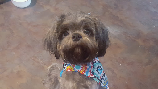 Pet Supply Store «Petco Animal Supplies», reviews and photos, 1310 Tingle Cir E b, Mobile, AL 36606, USA