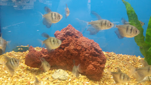 Pet Supply Store «Petco Animal Supplies», reviews and photos, 18200 NW Evergreen Pkwy, Beaverton, OR 97006, USA