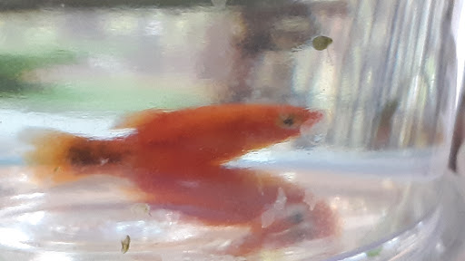 Pet Supply Store «Petco Animal Supplies», reviews and photos, 1201 E Washington Ave, Union Gap, WA 98903, USA