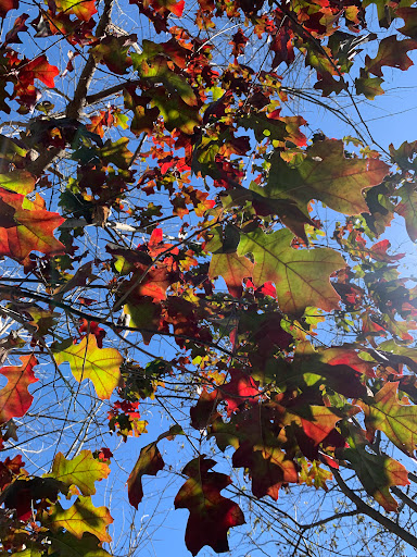 Art Museum «The Contemporary Austin», reviews and photos, 3809 W 35th St, Austin, TX 78703, USA