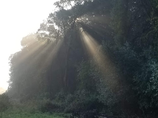 Nature Preserve «Rubio Woods», reviews and photos, W. Midlothian Turnpike, Midlothian, IL 60445, USA