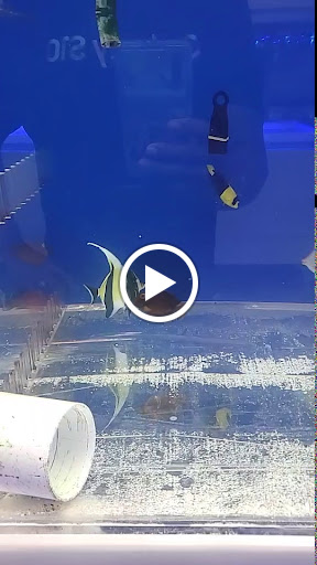 Aquarium «VIP Reef Aquarium», reviews and photos, 16300 SW 137th Ave #121, Miami, FL 33177, USA