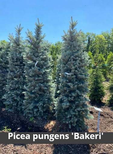 Landscaping Supply Store «Kirkwood Gardens», reviews and photos, 2701 Barrett Station Rd, Ballwin, MO 63021, USA