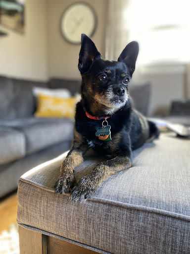 Boutique «Coastal Canine Grooming & Boutique», reviews and photos, 253 Naugatuck Ave, Milford, CT 06460, USA