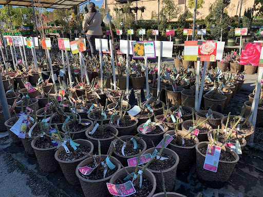 Plant Nursery «San Gabriel Nursery & Florist», reviews and photos, 632 S San Gabriel Blvd, San Gabriel, CA 91776, USA